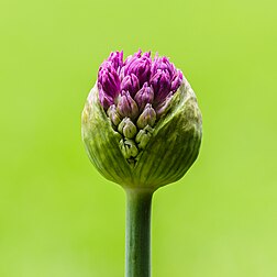 Éclosion de l'ombelle d'un ail du cultivar 'Purple Sensation', encore enveloppée de sa spathe. (définition réelle 3 386 × 3 386)