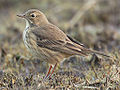 Anthus rubescens