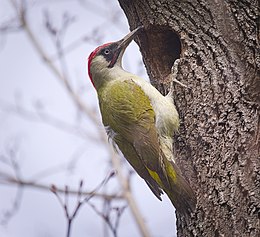 Žalioji meleta (Picus viridis)