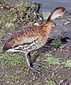 West Indian whistling duck