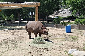 Black Rhinoceros Denver Zoo June 2020.jpg