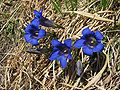 Pompás tárnics (Gentiana clusii)