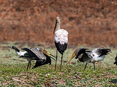 Juveniles Feeding Adult Yellow-billed Stork Lupande Jul23 A7R 06317.jpg