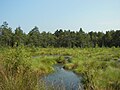 Pietzmoor, prop de Schneverdingen