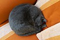 Un WikiGatto in Wikipausa