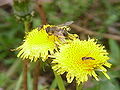 Taraxacum officinale