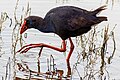 Western swamphen