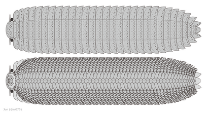 全長2m以上に及ぶアースロプレウラ Arthropleura armata の復元図