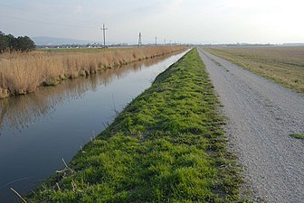 Une fauche trop fréquente et sans enlèvement, l'absence de ripisylve et de pâturage appauvrissent le milieu de la berge.