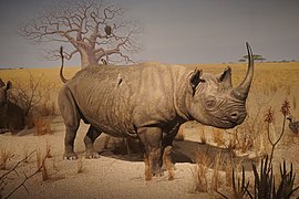 Milwaukee Public Museum November 2022 147 (Africa--Eastern Africa--Savanna Bush).jpg