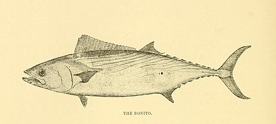 American fishes; a popular treatise upon the game and food fishes of North America, with especial reference to habits and methods of capture (1888) (14581864790).jpg