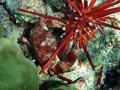 Un crabe des coraux (Carpilius convexus) attaquant un oursin crayon (Heterocentrotus mamillatus).