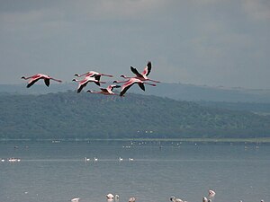 Dumflugaj Rozaj flamengoj ĉe lago Nakuru, Kenjo