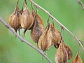 Plody halézie karolínské (Halesia carolina)