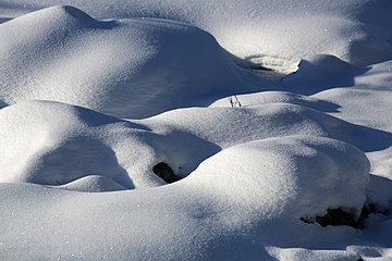 Nature of Inari