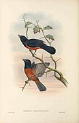 Pomarea castaneiventris - The Birds of New Guinea.jpg