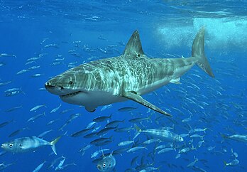 Grand requin blanc (Carcharodon carcharias) de 3,5 mètres environ, photographié dans les eaux de l'île Guadalupe (Mexique). (définition réelle 1 200 × 835*)