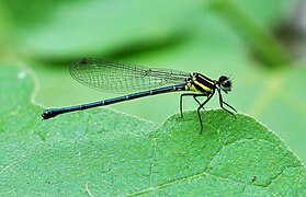 Onychargia atrocyana (Coenagrionoidea)