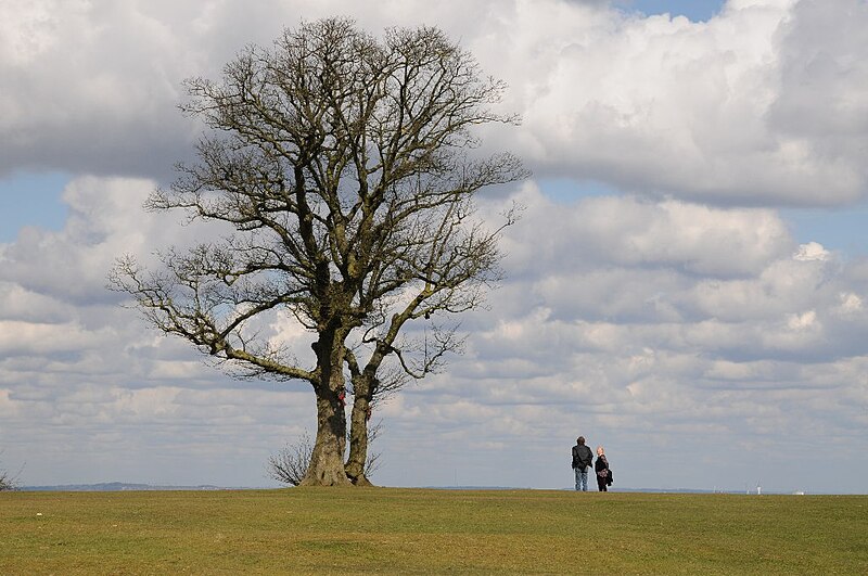 File:A couple stand beside a tree - geograph.org.uk - 5727350.jpg