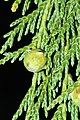 Subgenus Callitropsis: Blätter und unreifer Zapfen der Nutka-Zypresse (Cupressus nootkatensis)