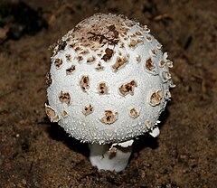 Stor Kæmpeparasolhat (Agaricales)