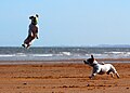 Jackrussellterriërs op het strand