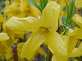 A Forsythia flower