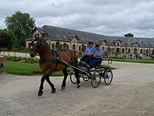 Dans une allée du haras, un attelage à quatre roues est mené par un cheval bai trapu énergique.