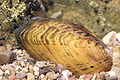 Hemistena lata