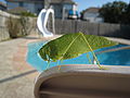 Angle-wing Katydid (Microcentrum), North Texas using Macro mode (PowerShot SD800 IS)