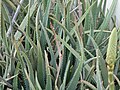 Piante di aloe