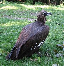 Cinereous.vulture1.jpg