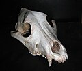 Image 17Frontal view of a dog skull (from Dog anatomy)