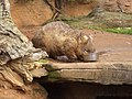 Wombat yang makan di Kebun Binatang Melbourne.