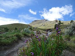 Flora del volcán.jpg