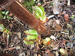 Edible shoots of Sachaline