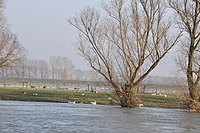 Hoogwater bij Bronkhorst