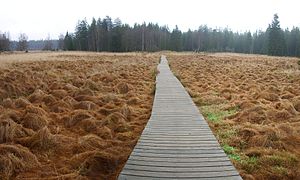 Pfad durch das Glatzener Moor