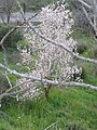 Tree (probably cultivated)