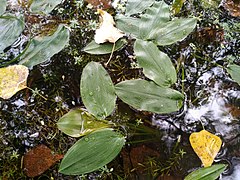 Potamogeton natans at Ertis river in Semey Ormany reserve.jpg