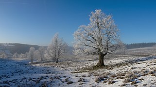 Raureif in der Hessischen Rhön