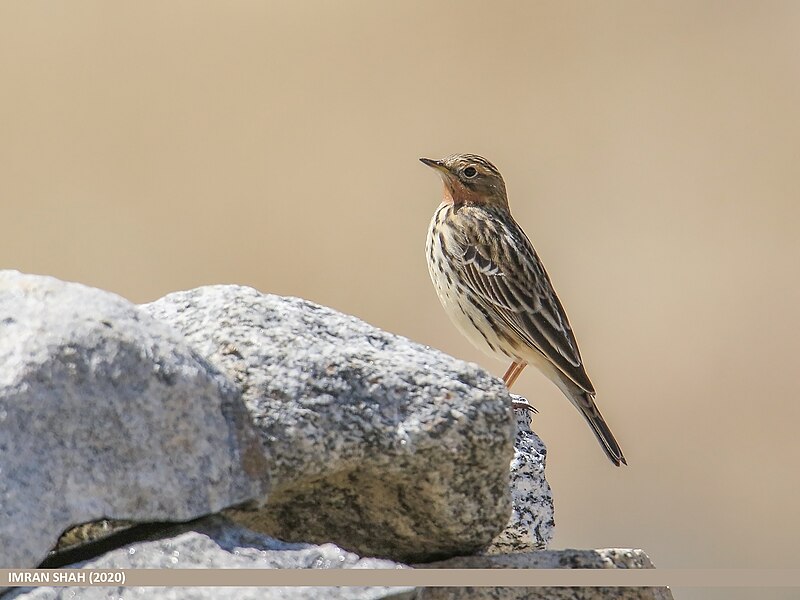 File:Red-throated Pipit (Anthus cervinus) (50302731261).jpg