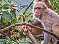 Adults grooming juvenile, Himachal