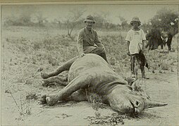 Rhinoceros killed by the Duke of Mecklenburg.jpg