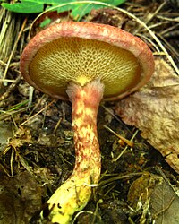 Suillus spraguei