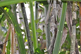 Uroplatus henkeli, Tanafisaka, Sainte-Marie, Région Analanjirofo 01.jpg