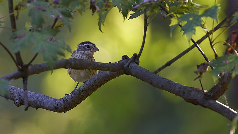 File:20240905 rose breasted grosbeak south meadows PD202728.jpg