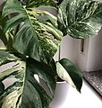 Monstera deliciosa 'Variegata'