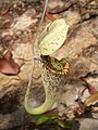 Nepenthes rafflesiana, Sarawak