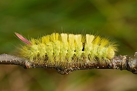 yellow form